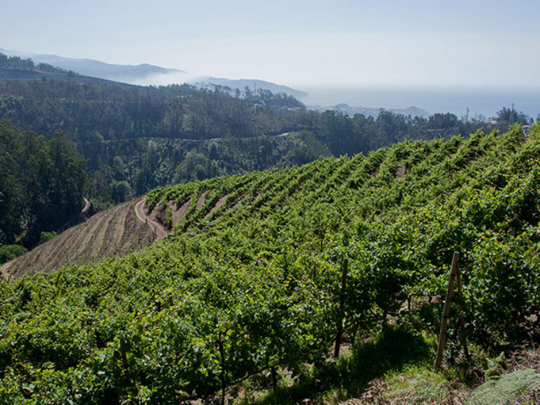Wine Route - Levada Do Estreito - This magnificent levada crosses a part of Levada do Norte, one of the largest and most...